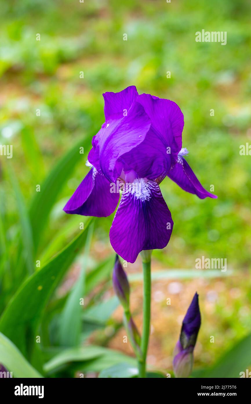 Violette Blume blühende germanische Iris aus nächster Nähe im Garten. Frühjahrsblüte. Stockfoto