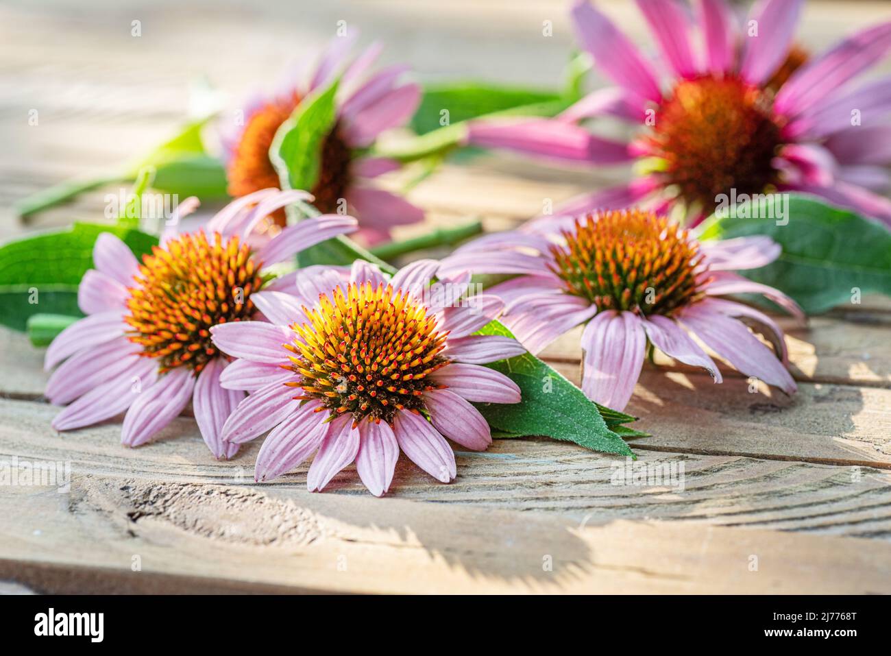Blühende Blütenköpfe oder Echinacea-Blüten auf Holzhintergrund aus der Nähe. Stockfoto