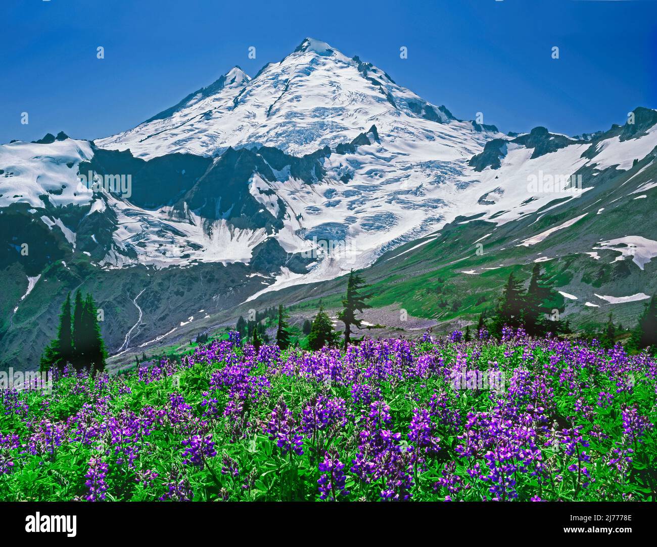 Mt. Baker. In Mt. Baker Wilderness, Washington Stockfoto