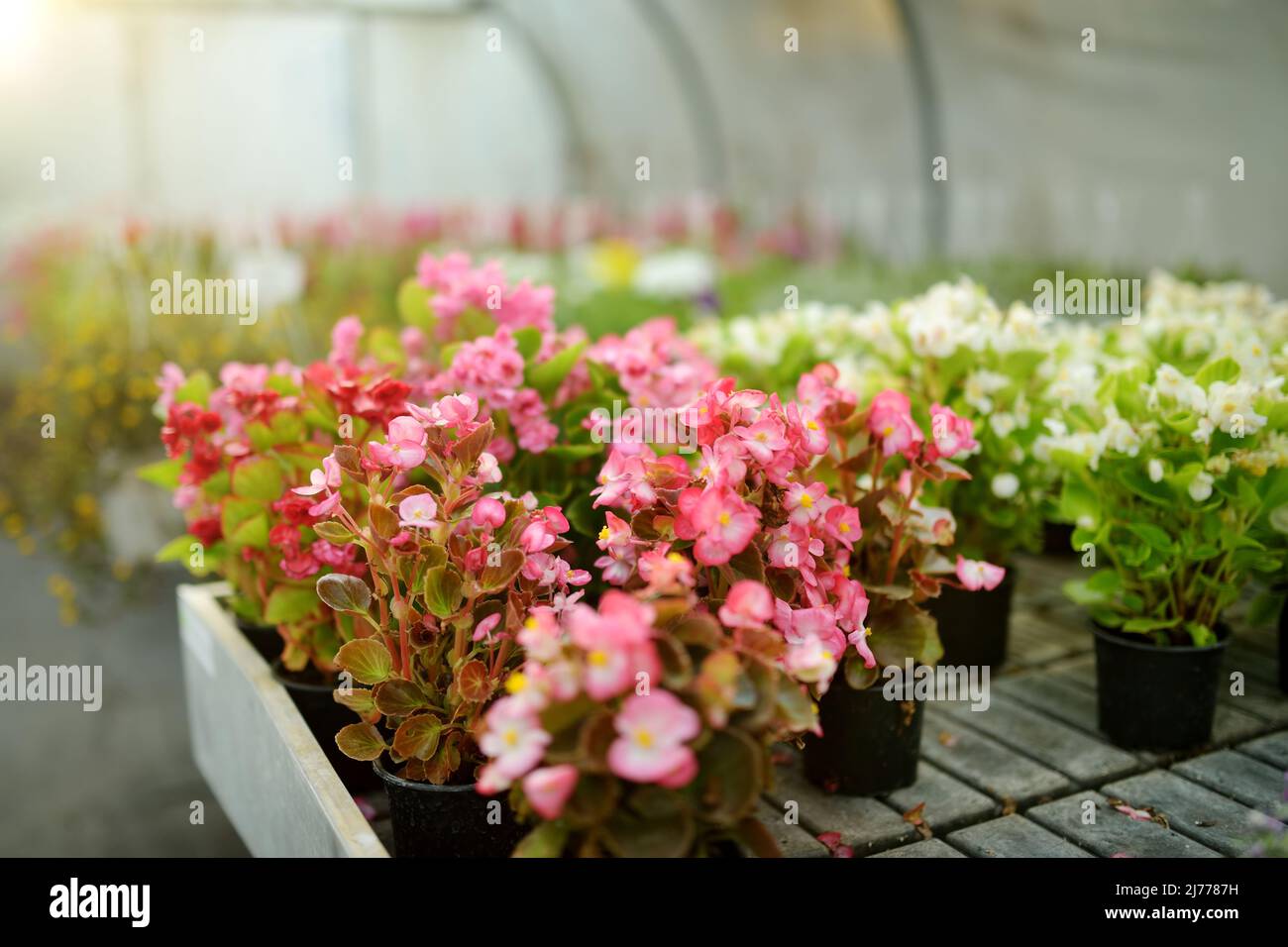 Bunte Begonia Pflanze in Töpfen. Blumen zum Verkauf im Gewächshaus. Rote und rosa Begonie mit grünen Blättern. Stockfoto