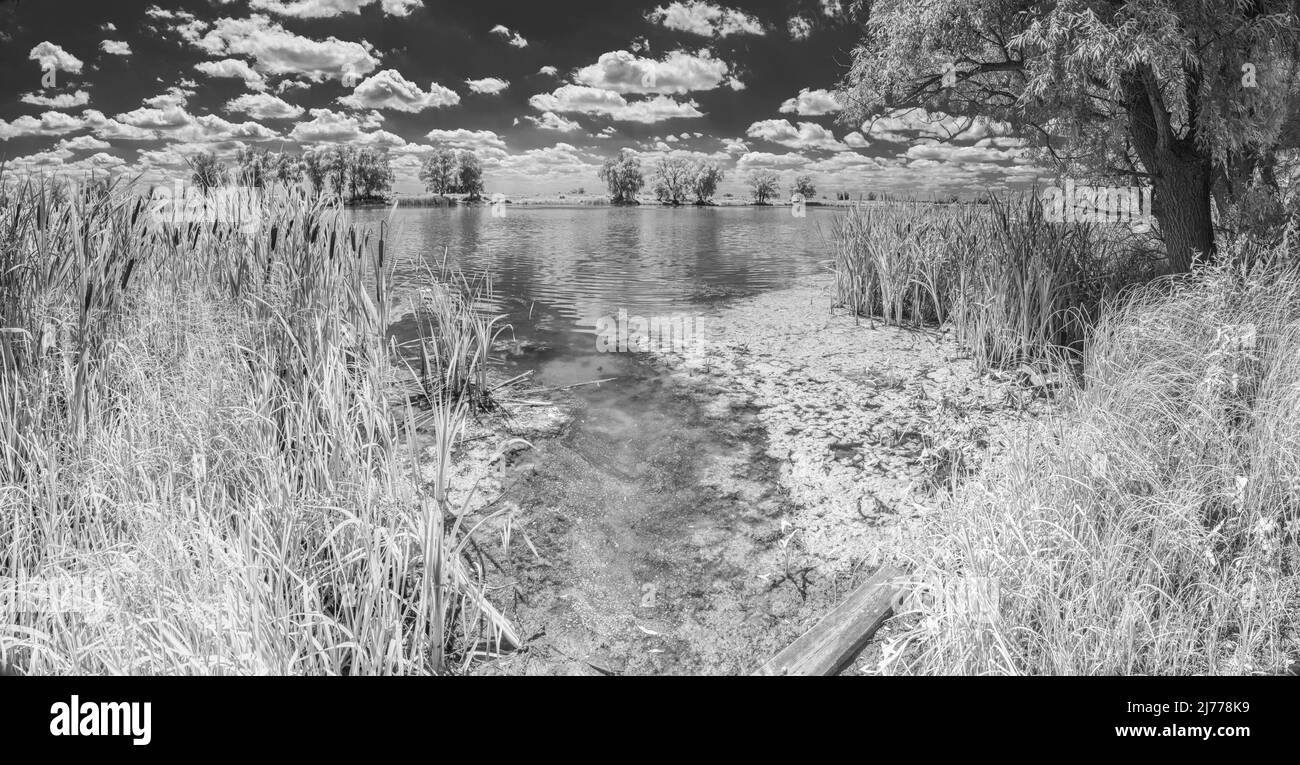 Infrarotaufnahmen von schönen Flussufern mit hohem Schilf und bewölktem Sommerhimmel. Das Bild wurde mit dem Infrarot-Passfilter aufgenommen. Stockfoto