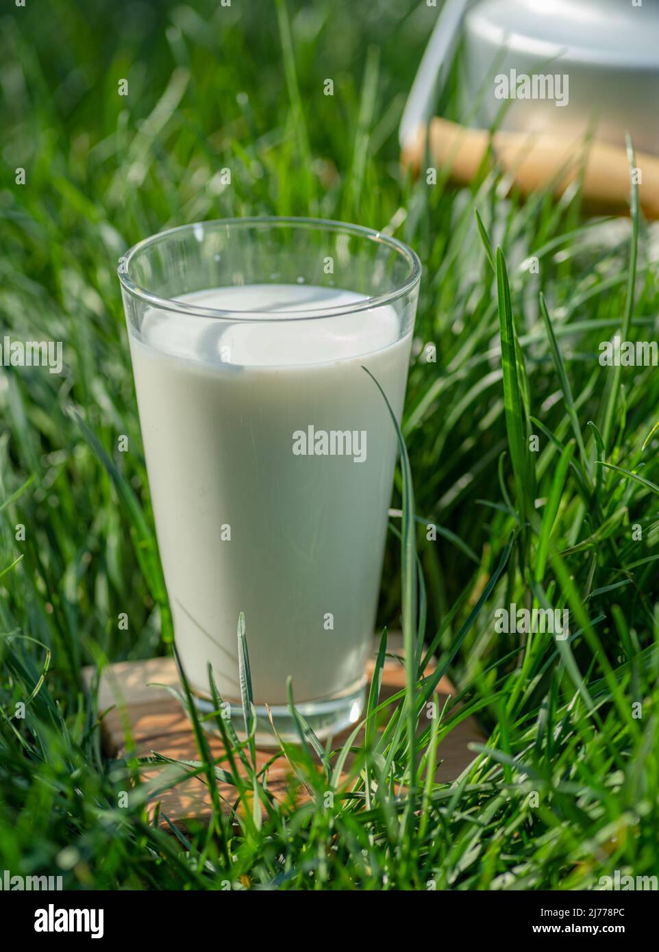 Glas frische Milch und Milchkannen im grünen Gras an sonnigen Sommertagen. Stockfoto