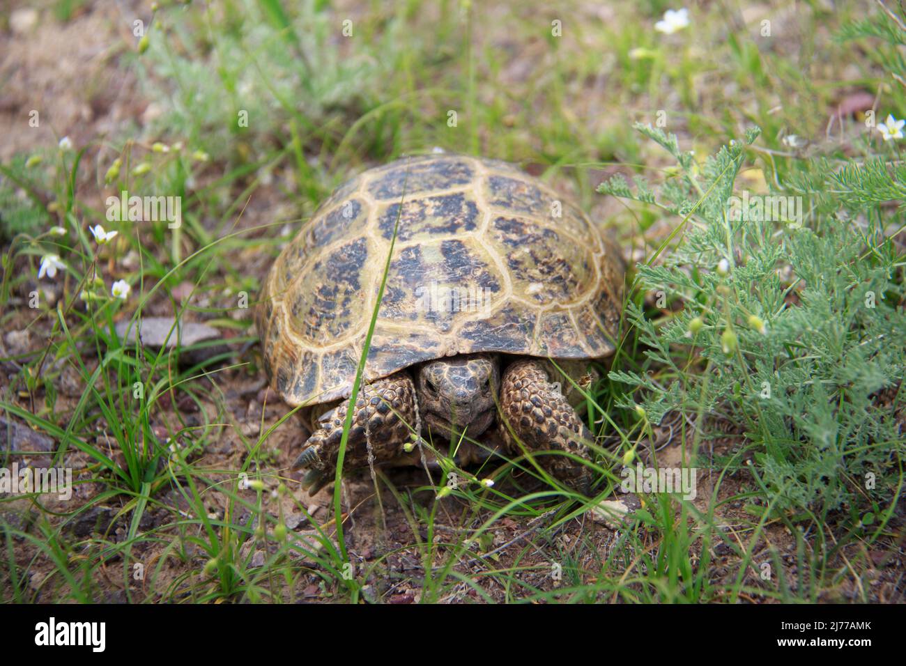 Eine kleine Schildkröte kriecht auf dem Boden zwischen Gras und wilden Blumen, die Schildkröte schaut nach vorne Stockfoto