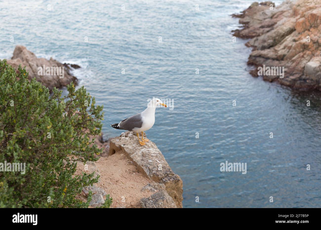 Möwe für Erwachsene, die ganz in der Nähe einer Klippe im Mittelmeer ruht. Stockfoto