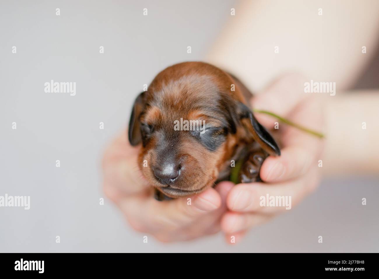 Neugeborener Welpe in den Händen des Züchters Stockfoto