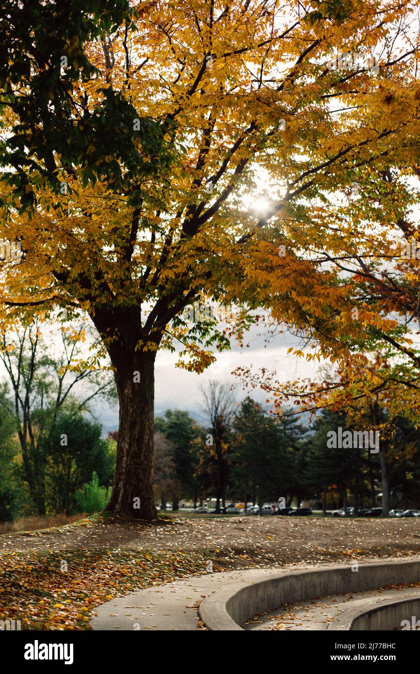 Herbsttag mit Sonne scheint durch gelben Baum mit Blättern auf der Stockfoto