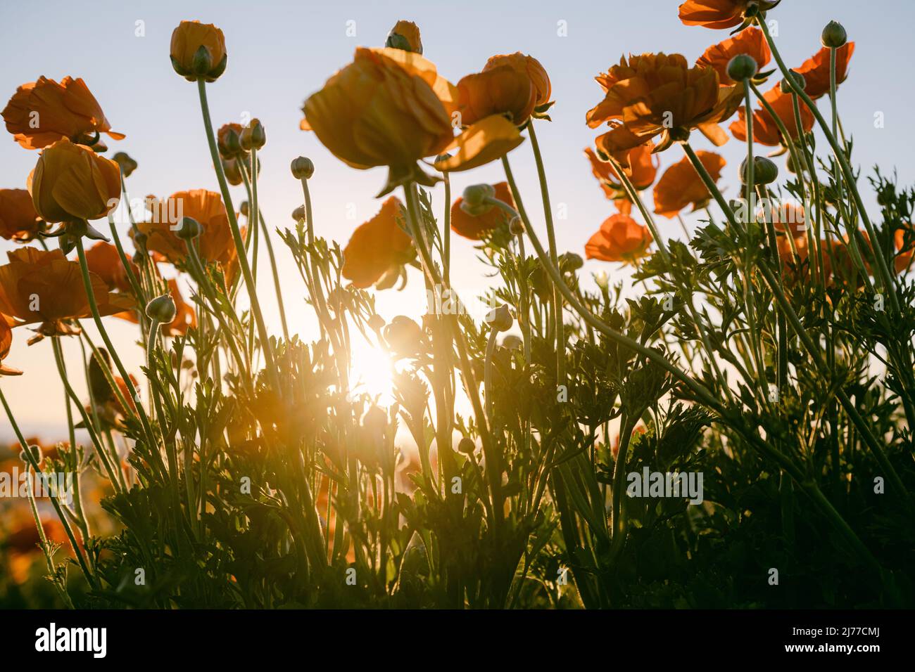 Sonnenuntergangsstunde auf den Blumenfeldern Stockfoto