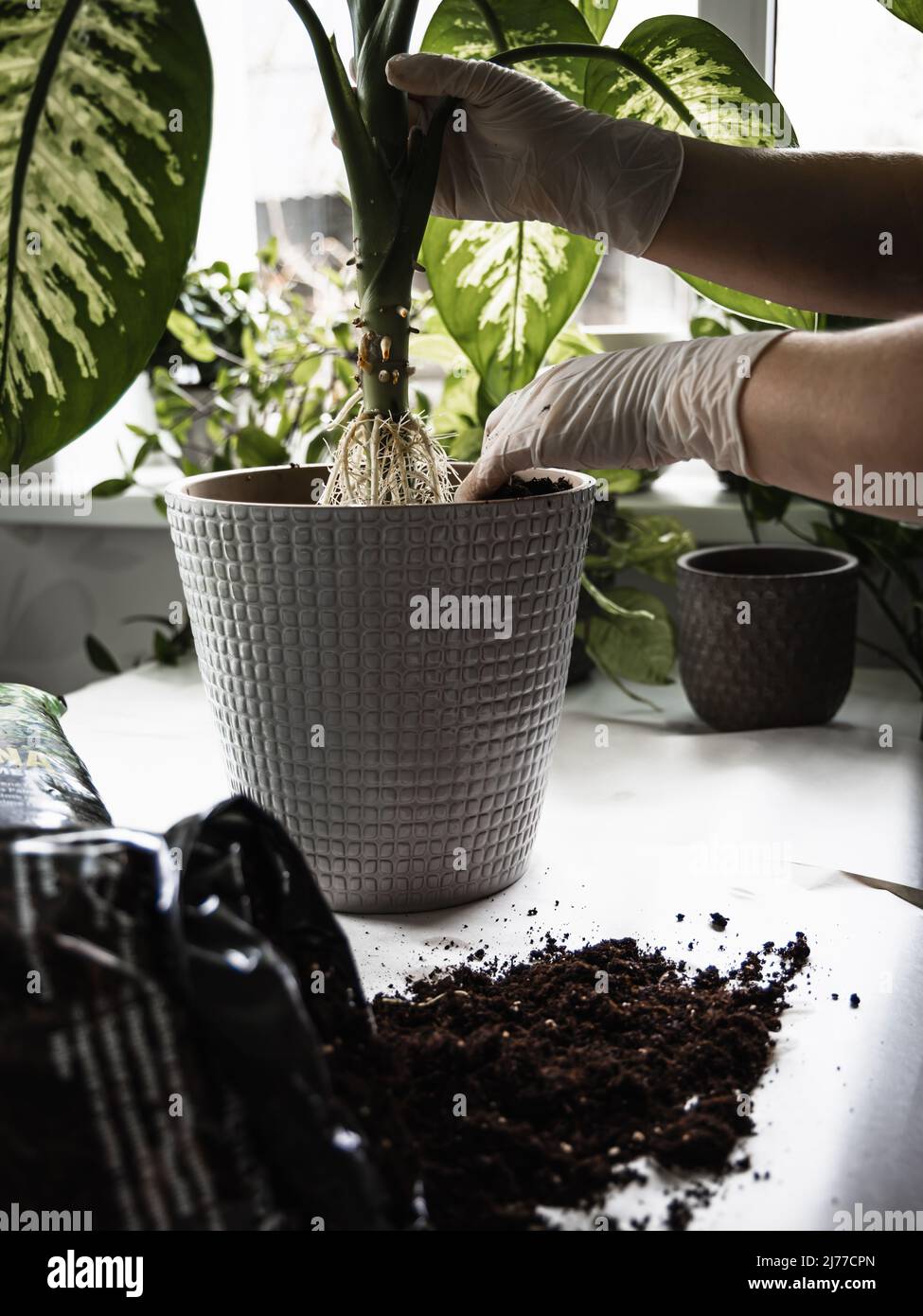 Verpflanzen einer Zimmerpflanze in einen neuen Topf. Stockfoto