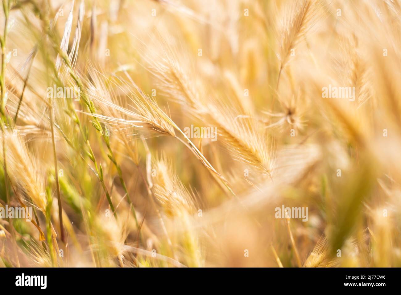 goldenes Feld wilder Gräser, die wie Weizen aussehen.Teneriffa.Spanien Stockfoto