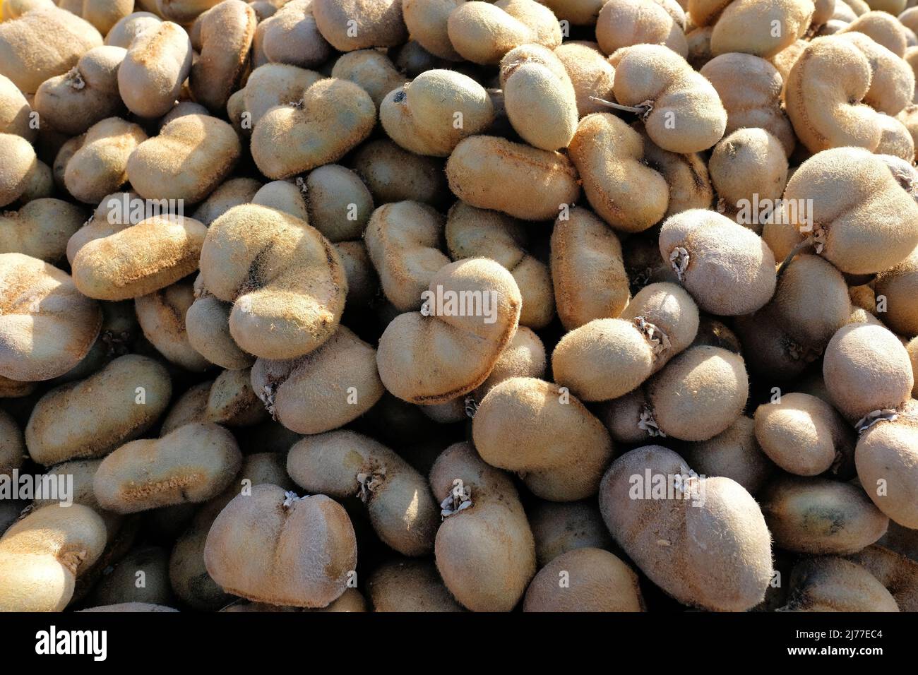 Haufen kultivierter herzförmiger Kiwifruit; komisch geformte Kiwis. Stockfoto
