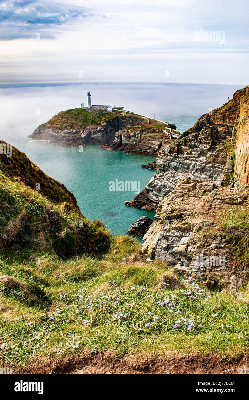 Dramatische Klippen und South Stack Lighthouse, Holyhead, durch den Morgennebel, Angelsey, Nordwales Stockfoto