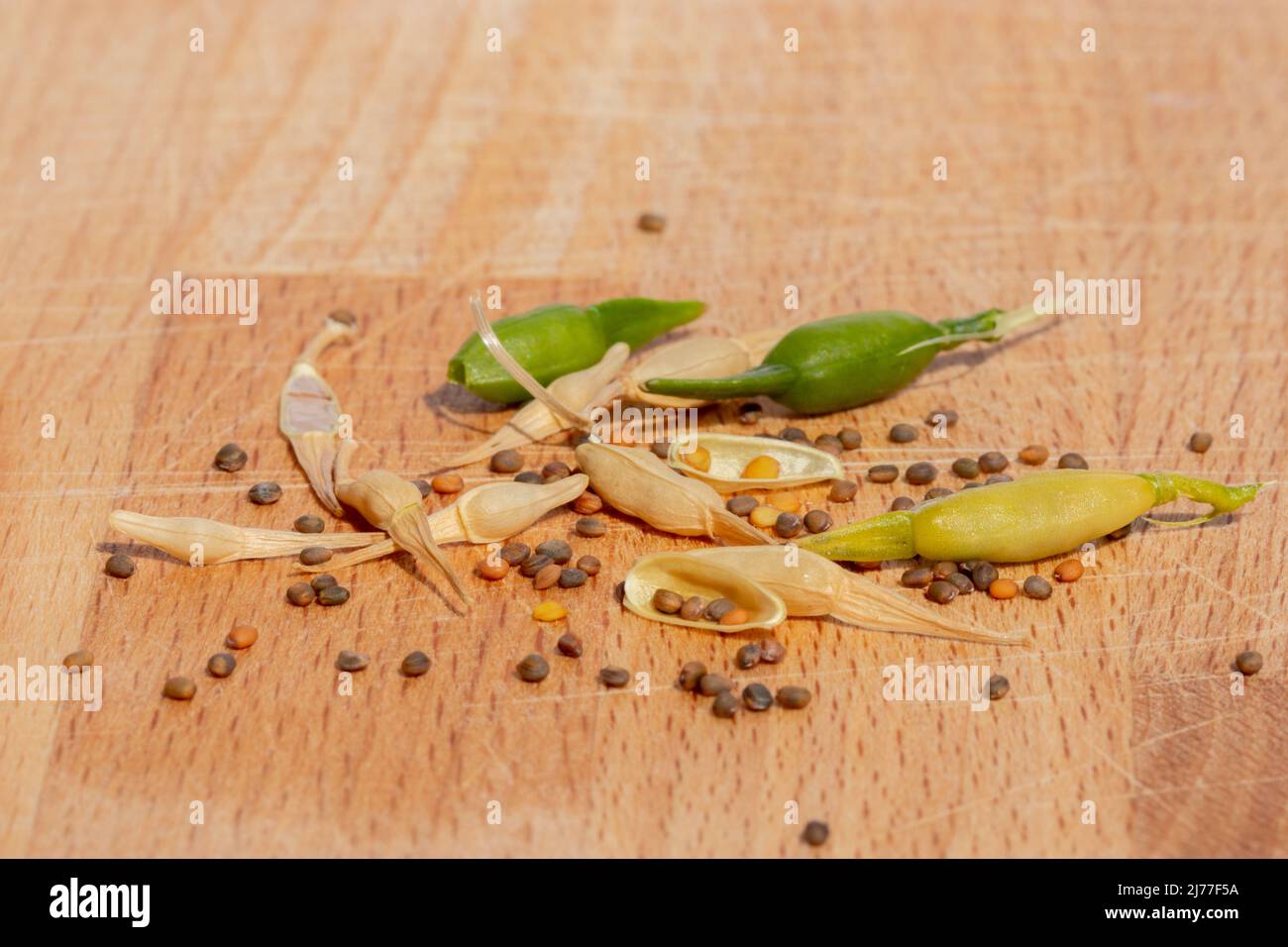 Rukula Samen bereit zu säen Stockfoto