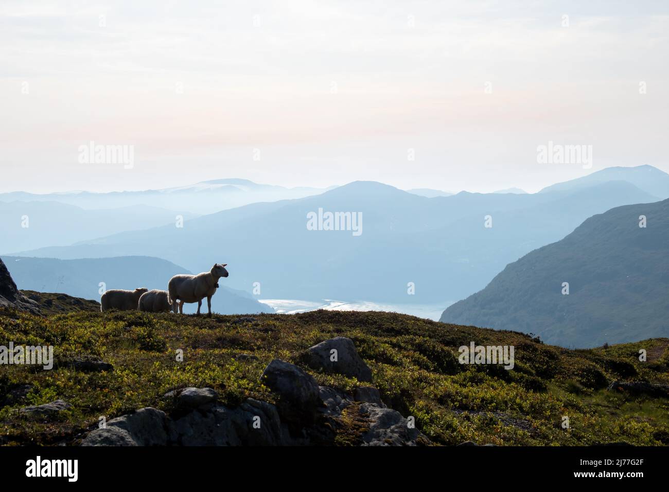 Panoramen vom Mount Hoven mit Schafen in Sicht, Loen, Norwegen Stockfoto