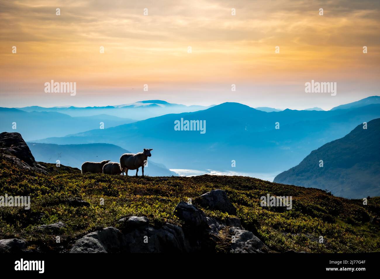 Roter Himmel Panorama vom Mount Hoven mit Schafen in Sicht, Loen, Norwegen Stockfoto