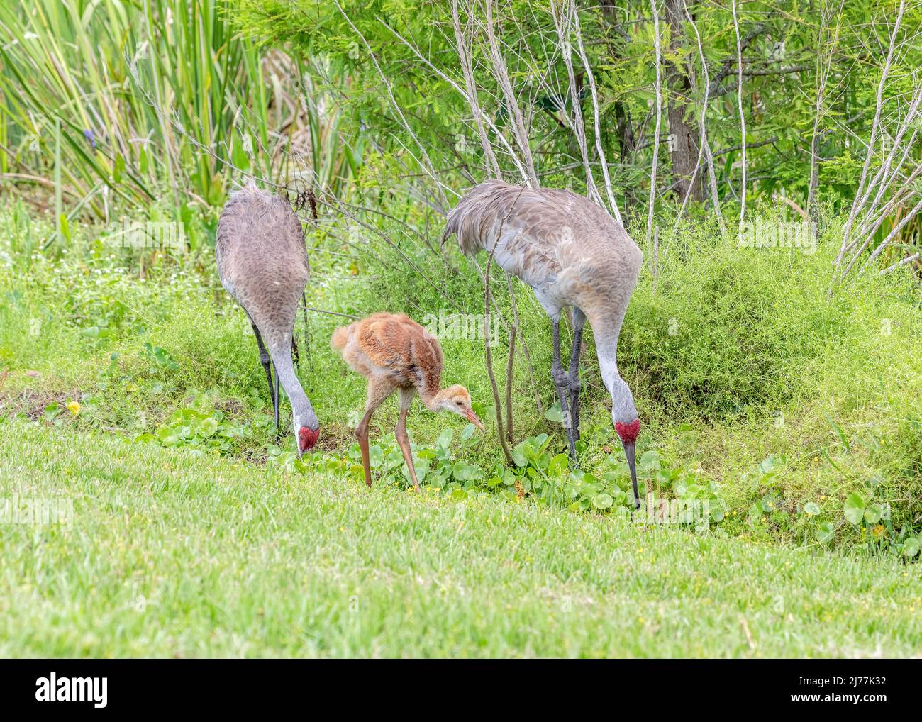 Zwei Erwachsene Sandhill Kraniche mit ihren entzückenden Hengsten im Swetwater Wetlands Park, Gainesville, Florida Stockfoto