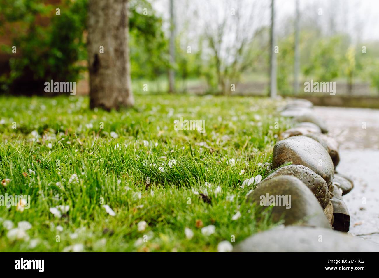 Grüner Rasen, umgeben von Kopfsteinpflaster. Baumstamm in der Ferne. Konzept der Landschaftsgestaltung Stockfoto