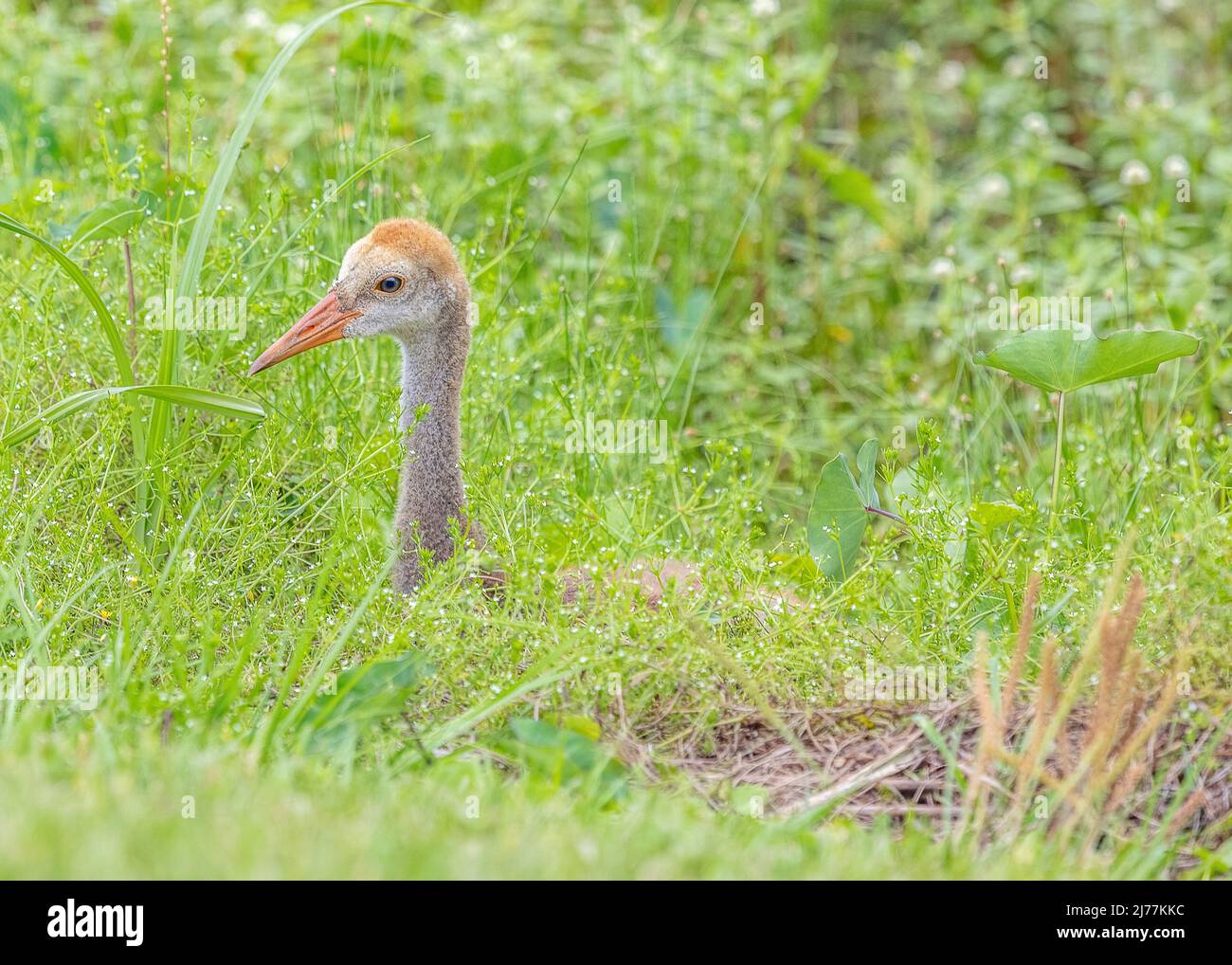 Liebenswert Sandhill Kran colt ruht auf den Pfaden im Sweetwater Feuchtgebiete Park in Gainesville, Florida Stockfoto