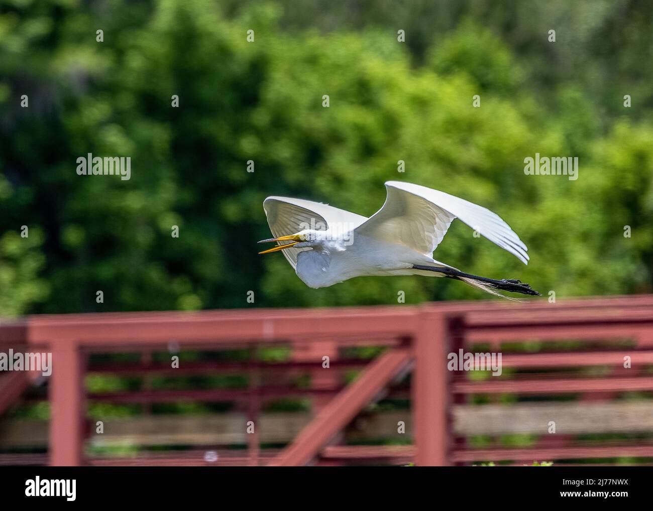 Anmutiger Silberreiher im Flug über eine rote Brücke im Sweetwater-Feuchtgebiet-Park Stockfoto