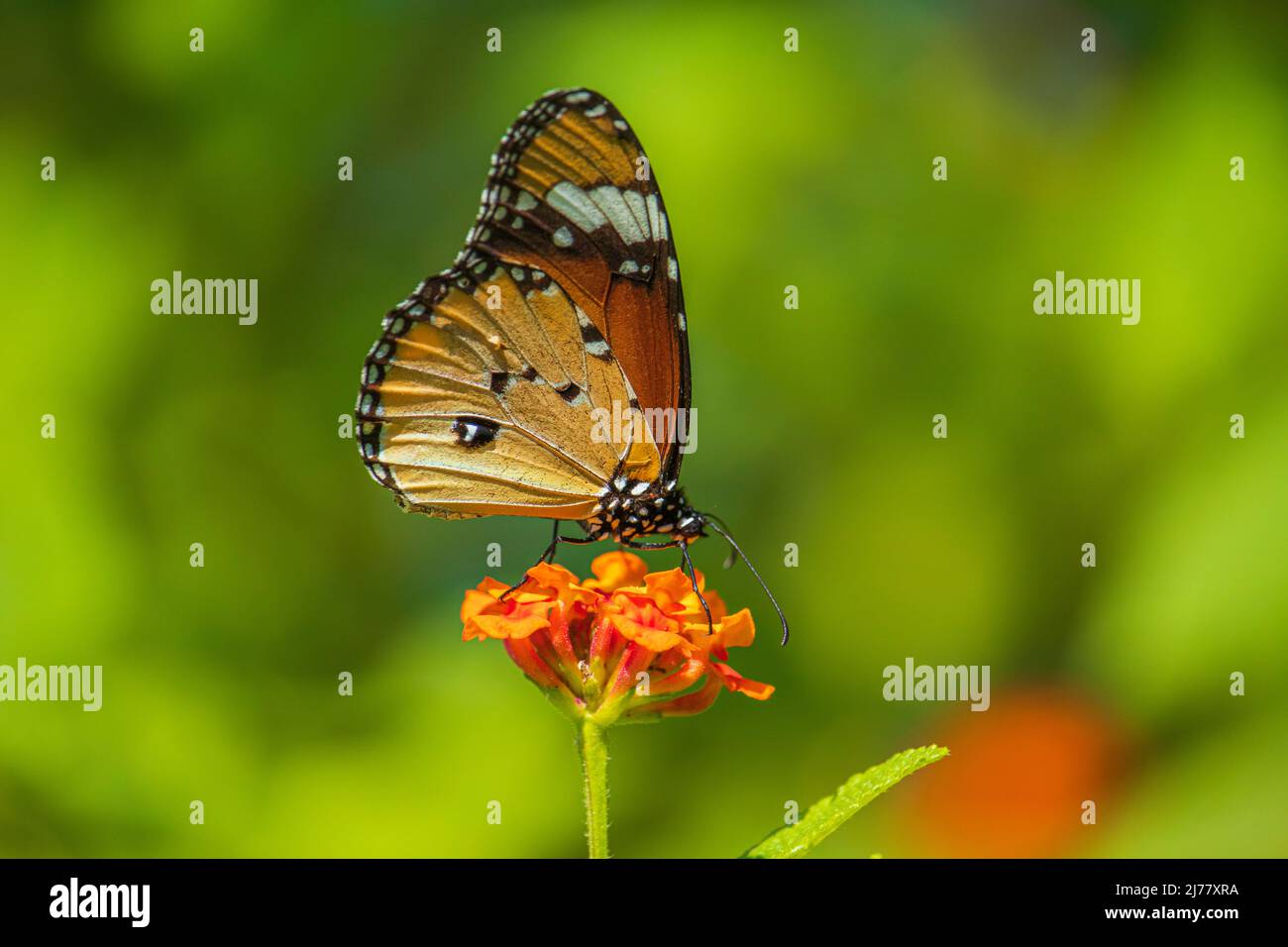 Tigermuster Schmetterling saugt Pollen auf einem verschwommenen Hintergrund Stockfoto