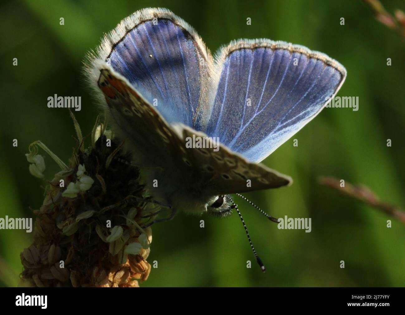 Ein männlicher Blauer Schmetterling (Polyommatus icarus) am Outerwards Reservoir im Brisbane Glen, in der Nähe von Largs in Ayrshire. Stockfoto