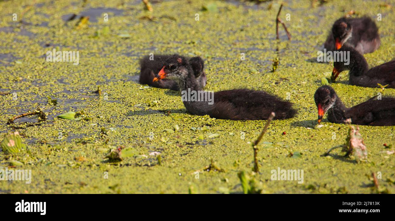 Moorhen Küken aus mit Mama auf der Suche nach Nahrung Stockfoto