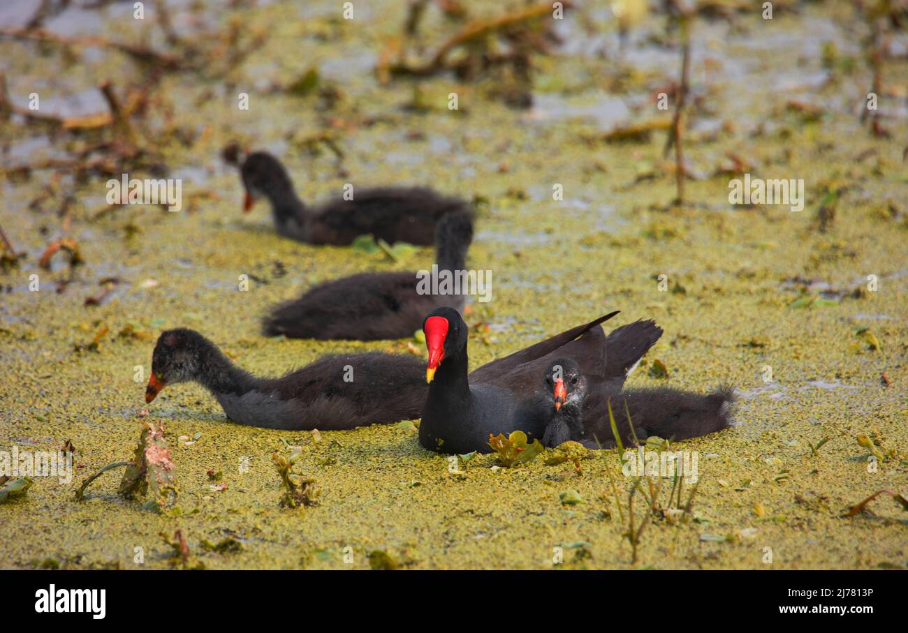 Moorhen Küken aus mit Mama auf der Suche nach Nahrung Stockfoto