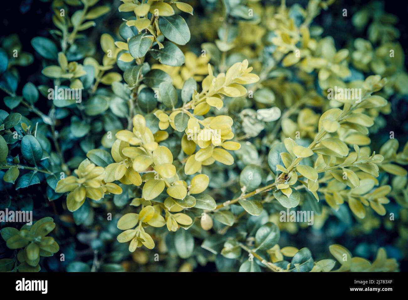Nahaufnahme von leuchtend grünem Laub Buchsbaum Buxus sempervirens als perfekte natürliche Kulisse. Buchsbaum Wand in natürlichen Bedingungen. Natürliches Muster von Stockfoto