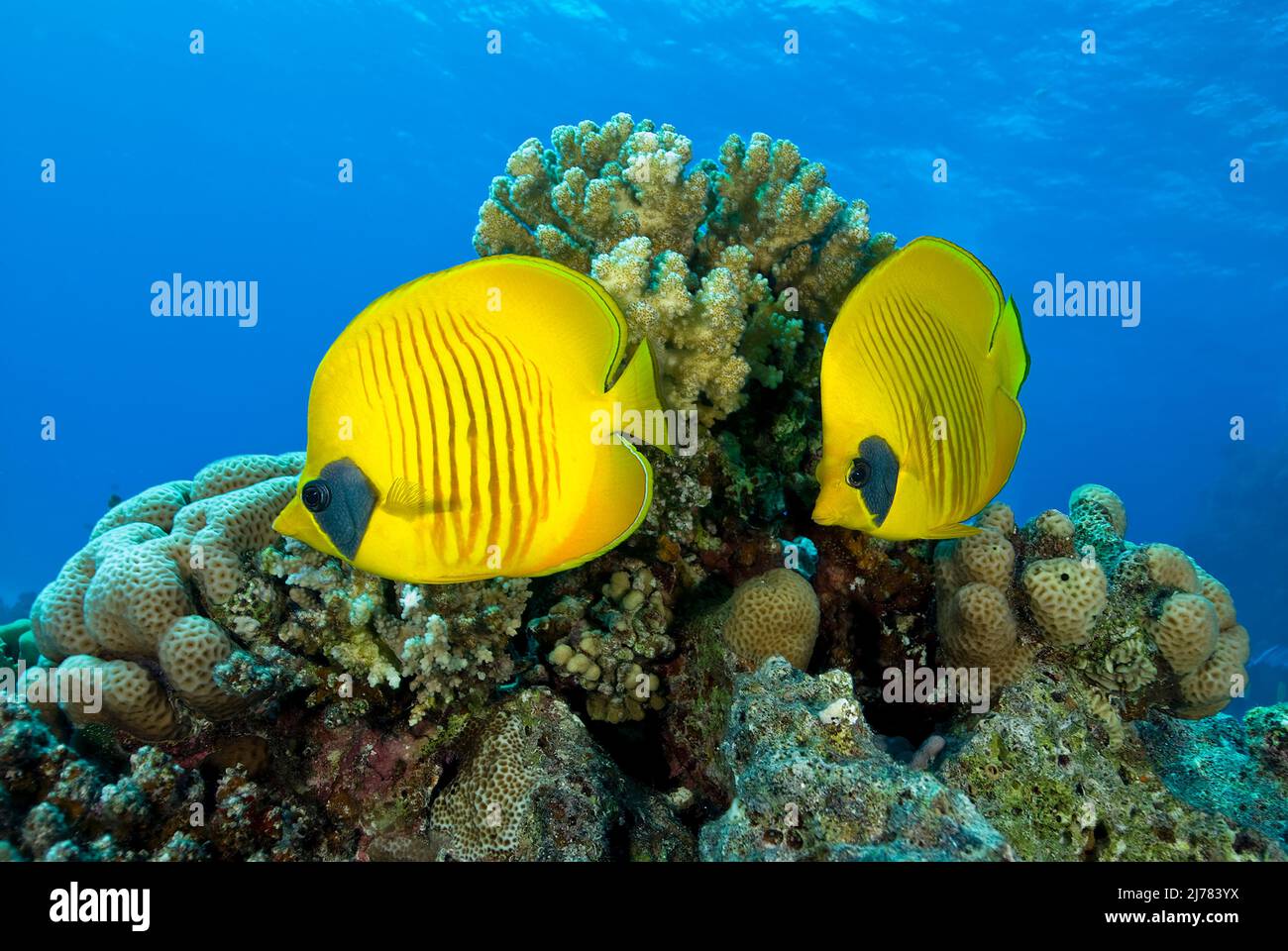 Maskierter Schmetterlingsfisch (Chaetodon semilarvatus), Paar im Korallenriff, Ägypten, Rotes Meer, Afrika Stockfoto