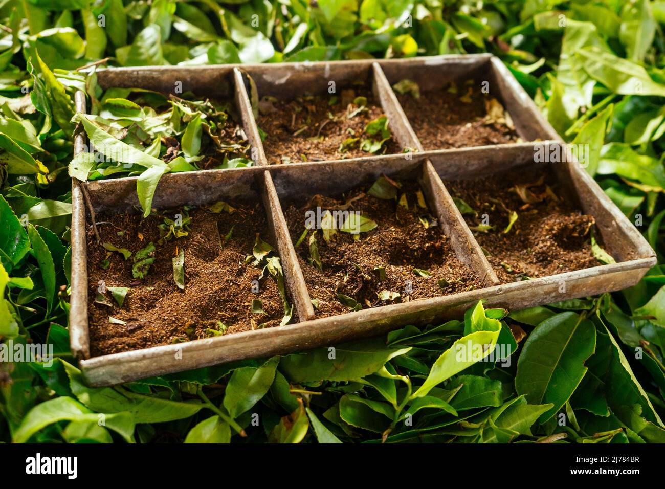 Nahaufnahme des indischen kerala munnar-Tees aromatische ayurvedische Blätter in der Box trockener Teebeutel im Labor Stockfoto