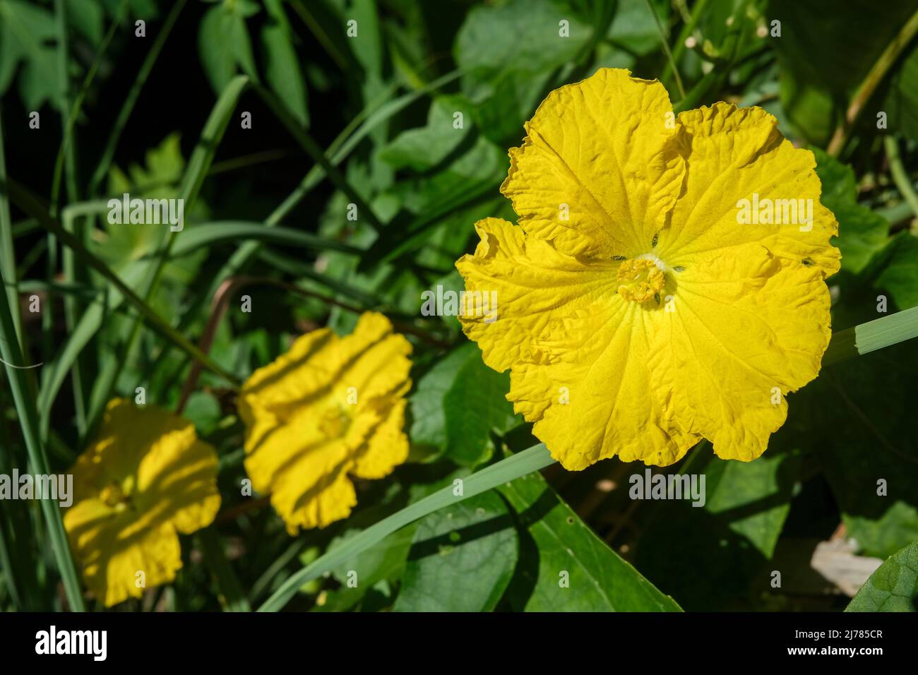 Luffa, Loofa, gelbe Blume Stockfoto