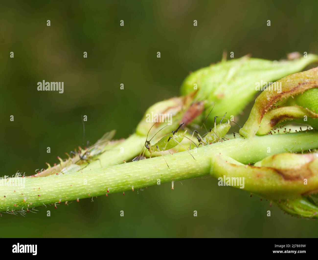 Nahaufnahme von Blattläusen, die beim Schießen saugen Stockfoto