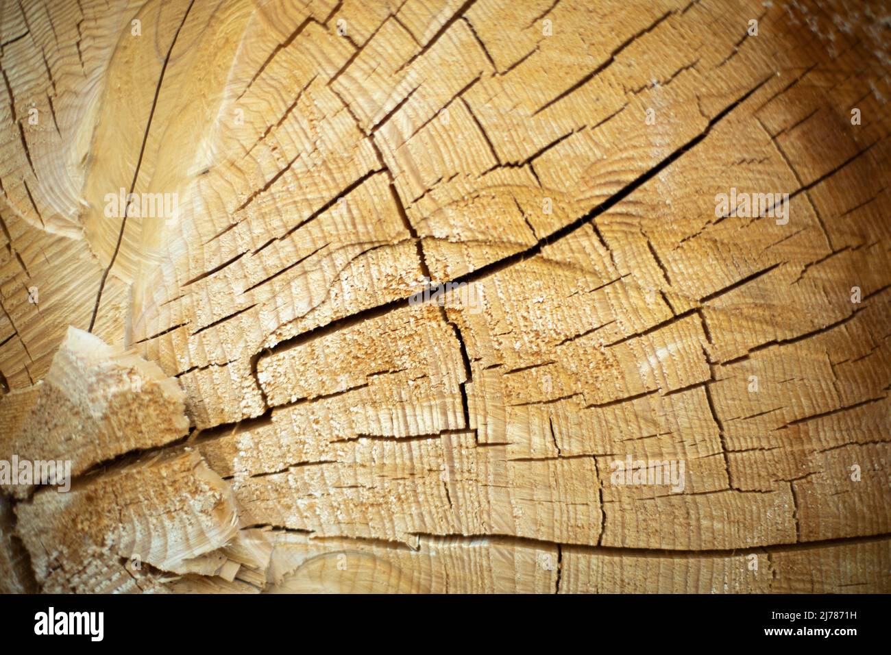 Bild im querschnitt holz -Fotos und -Bildmaterial in hoher Auflösung ...