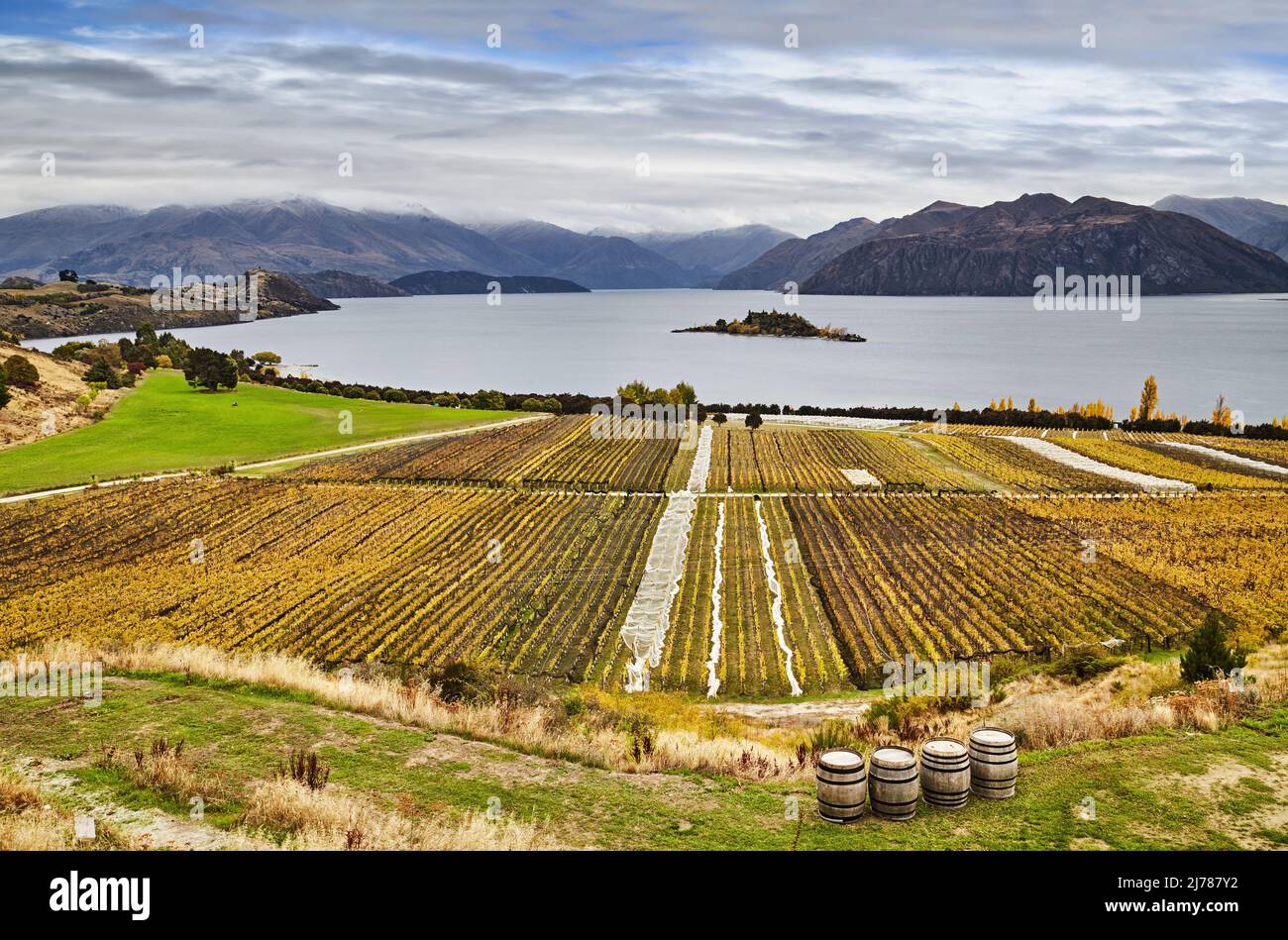Weinberg am Berghang am Lake Wanaka in Neuseeland Stockfoto