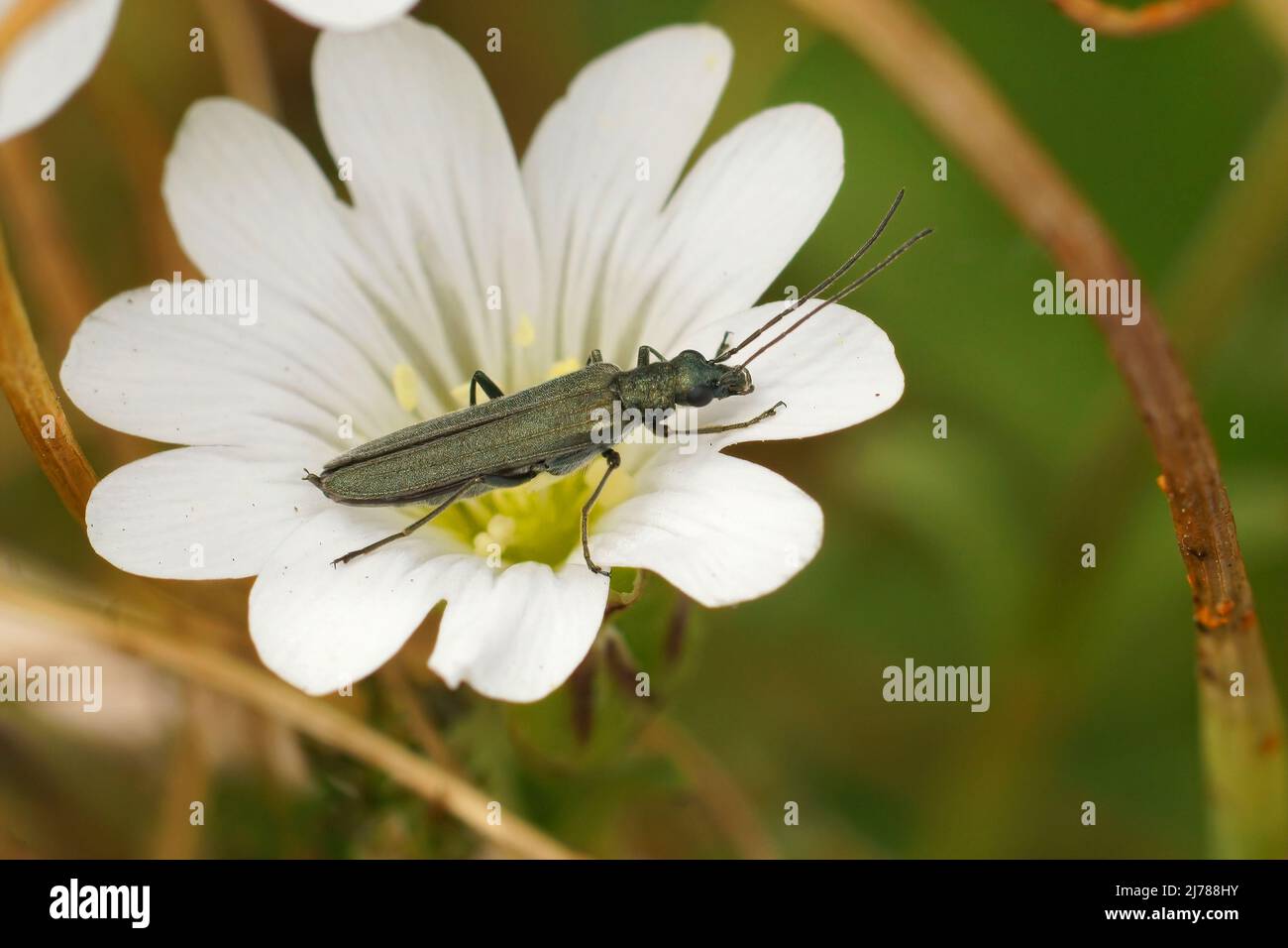 Nahaufnahme eines schlanken grünen Metallkäfer, Oedemera lurida, der in einer weißen Feld-Maus-Ohr-Blume sitzt, Cerastium arvense Stockfoto