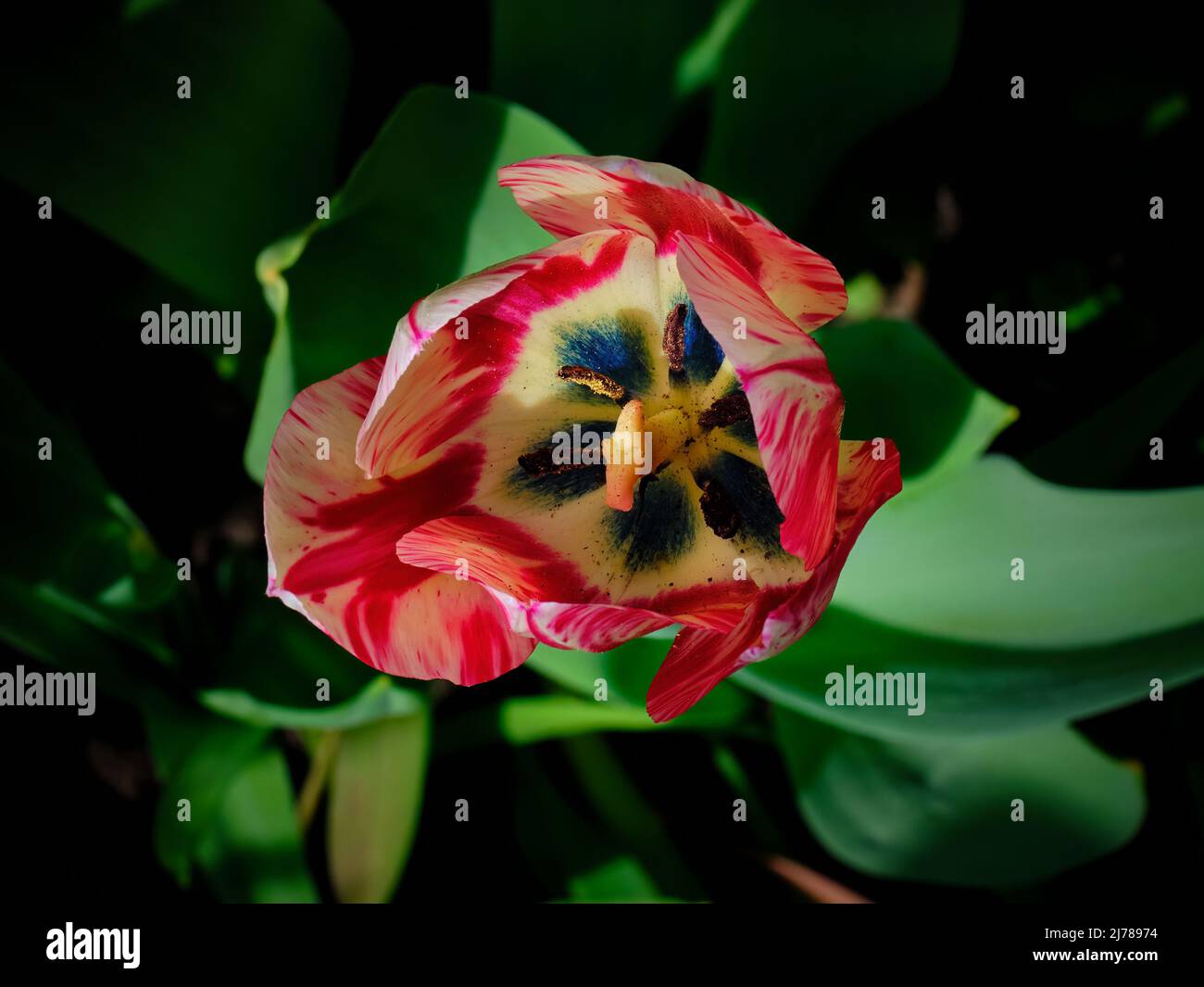 Nahaufnahme einer roten und cremefarbenen Tulpenblüte mit dunklem Zentrum in dramatischem natürlichem Licht Stockfoto