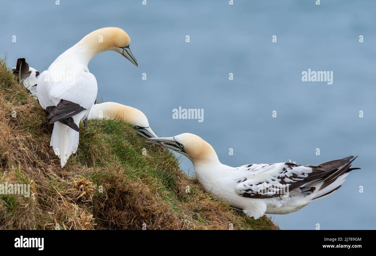 Tölpel Stockfoto