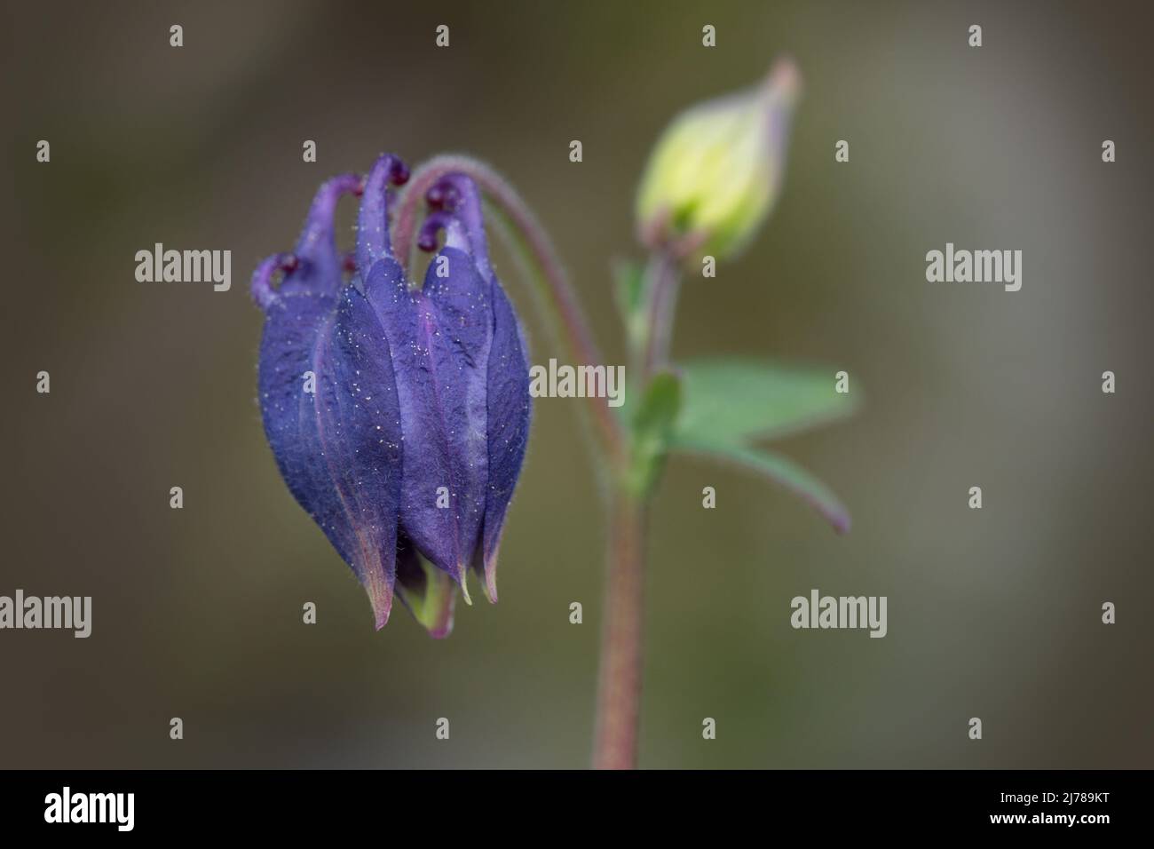 Makrofotografie einer violetten Wildblume Stockfoto