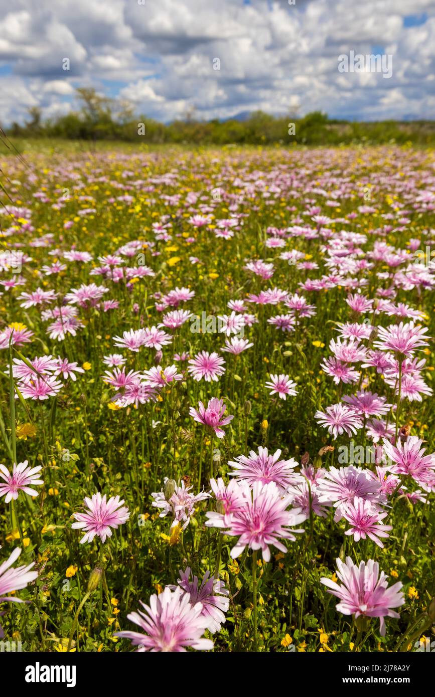 Grasland mit einem rosa roten Hagebart in Blüte Stockfoto