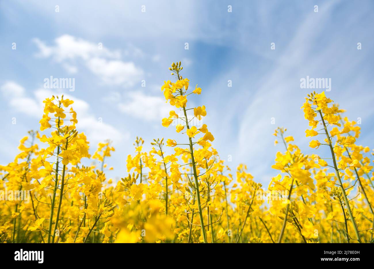 05. Mai 2022, Schleswig-Holstein, Grömitz: Rapsblüten auf einem Feld gegen blauen Himmel. Foto: Daniel Bockwoldt/dpa Stockfoto