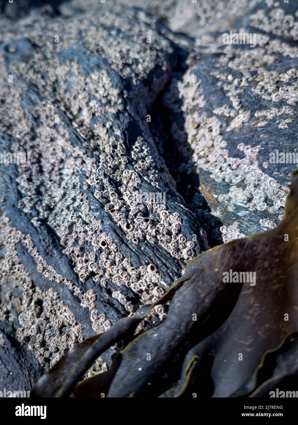 Seepocken , Semibalanus balanoides, auf Felsen an der irischen Küste. Stockfoto