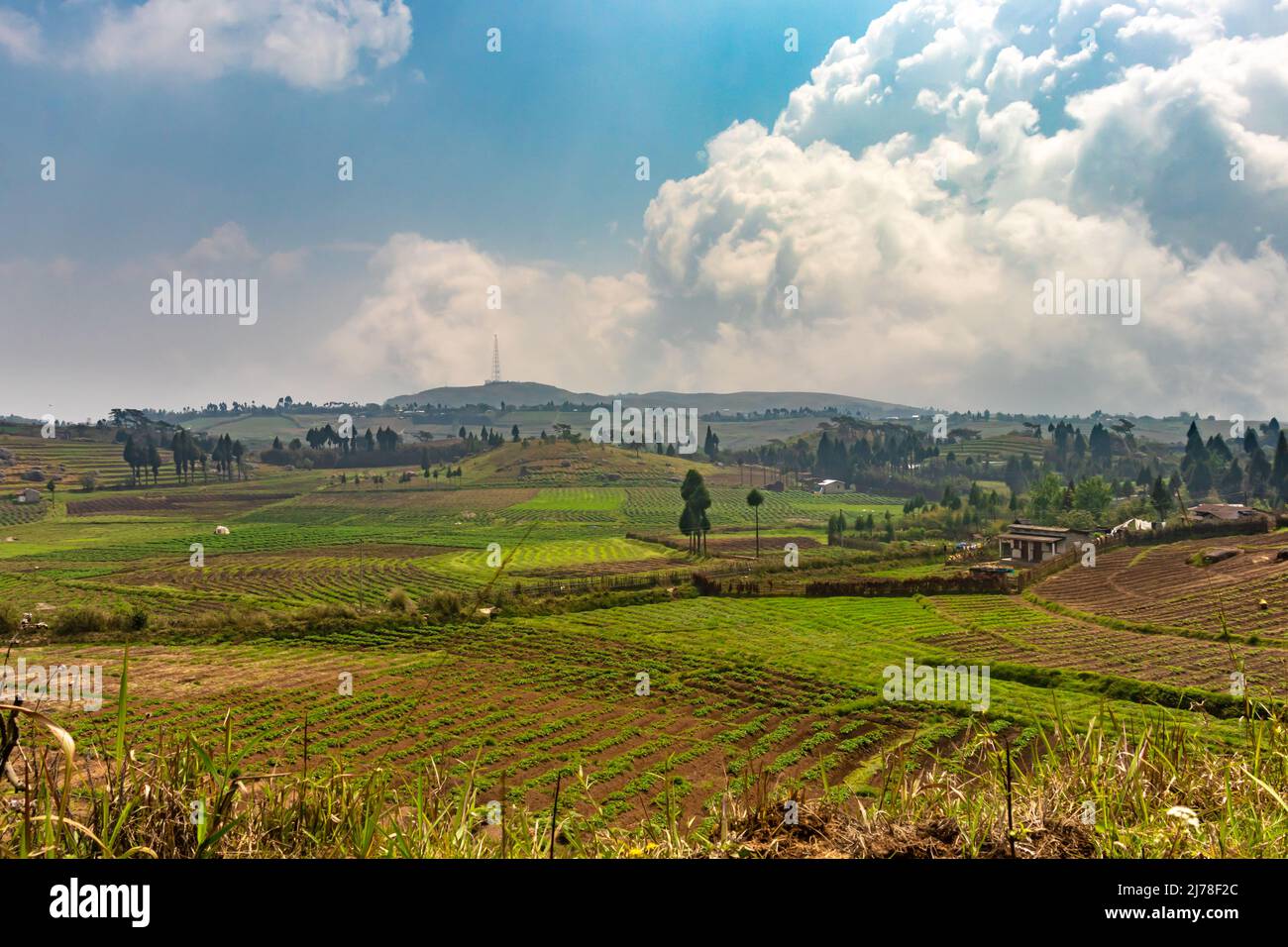 Landwirtschafts-Felder mit hellblauem Himmel am Morgen aus flachem Winkel Stockfoto