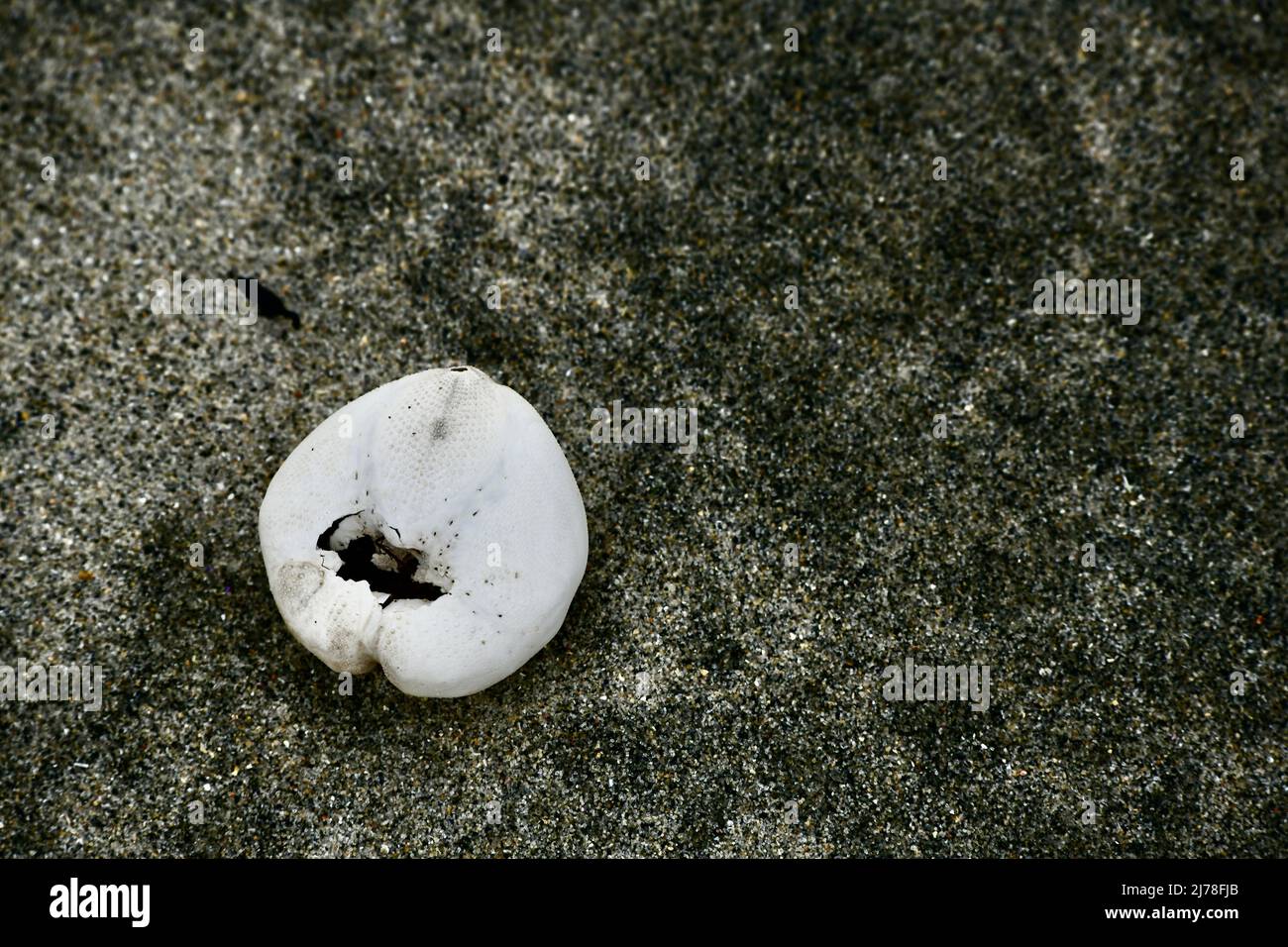 Angeschwemmtes Skelett eines Seehigels im Sand Stockfoto