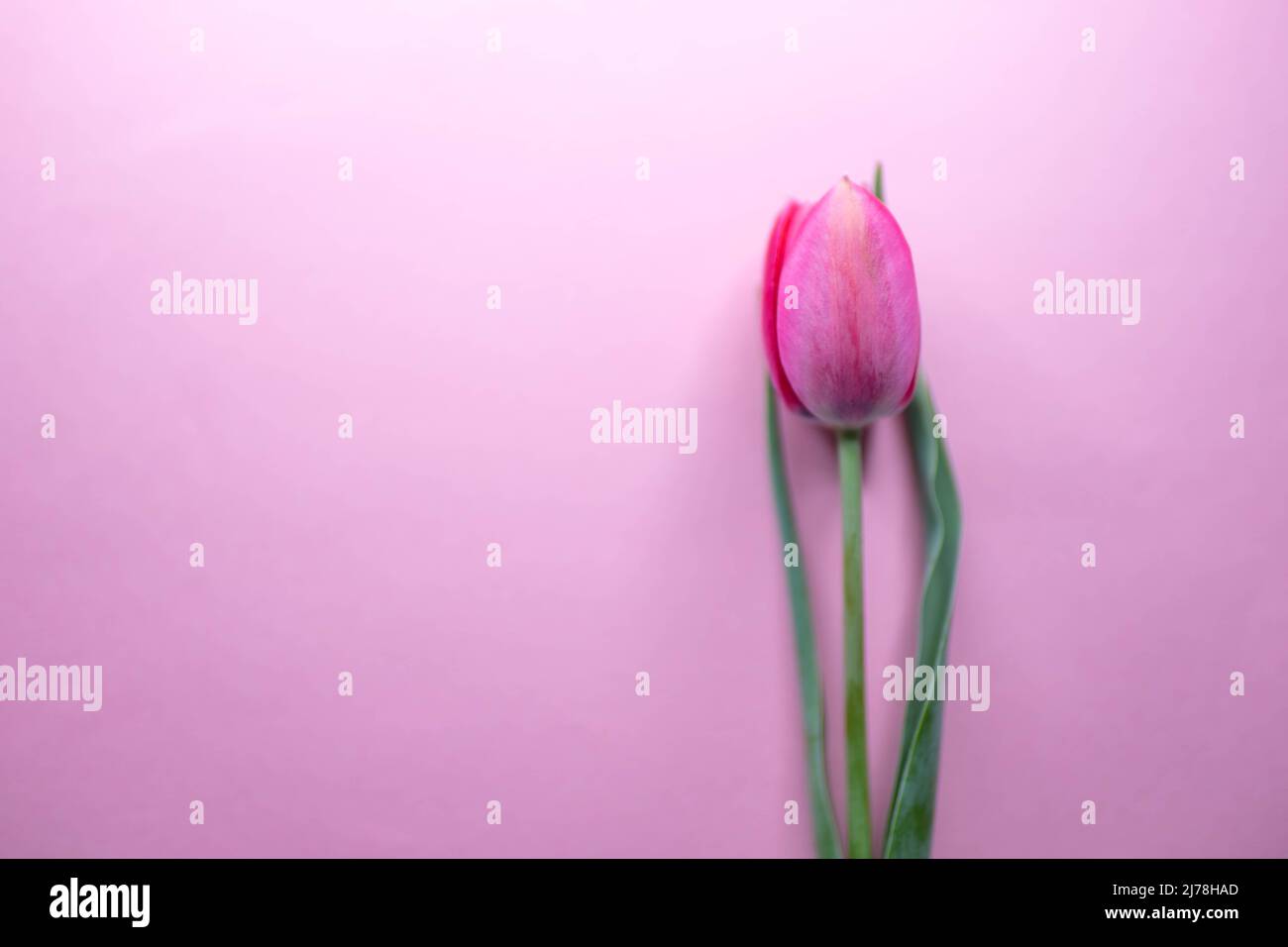 Rosa Tulpe auf einem rosafarbenen Tisch, Blumenkunstkarte. Stockfoto