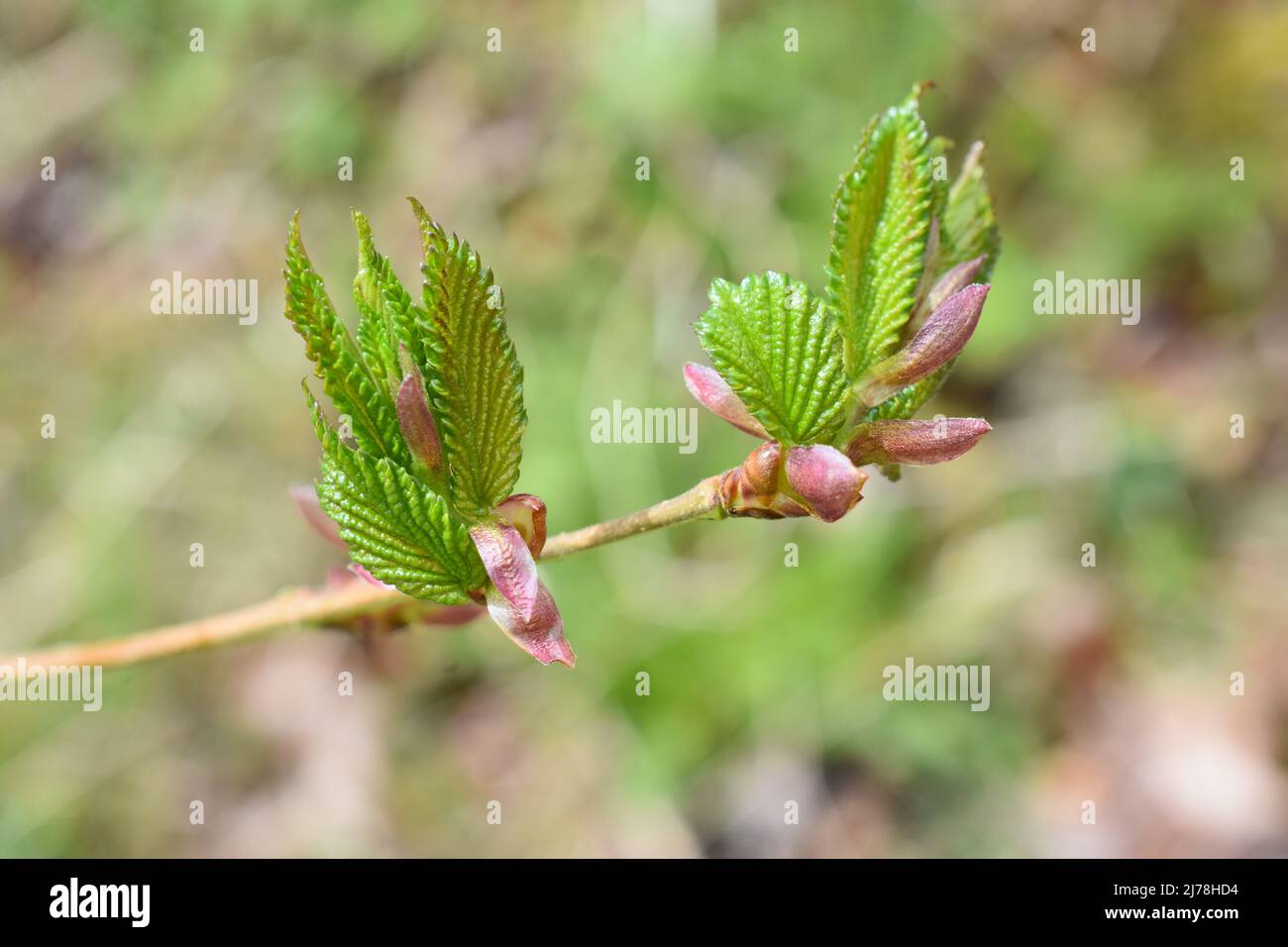 Junge neue Blätter sprießen im Frühling auf einem europäischen Haselnussbaum corylus avellana Stockfoto