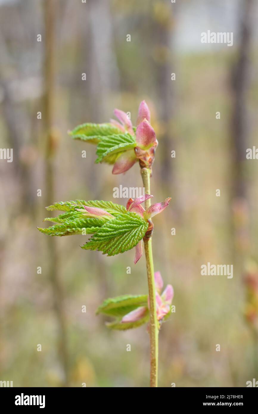 Junge neue Blätter sprießen im Frühling auf einem europäischen Haselnussbaum corylus avellana Stockfoto
