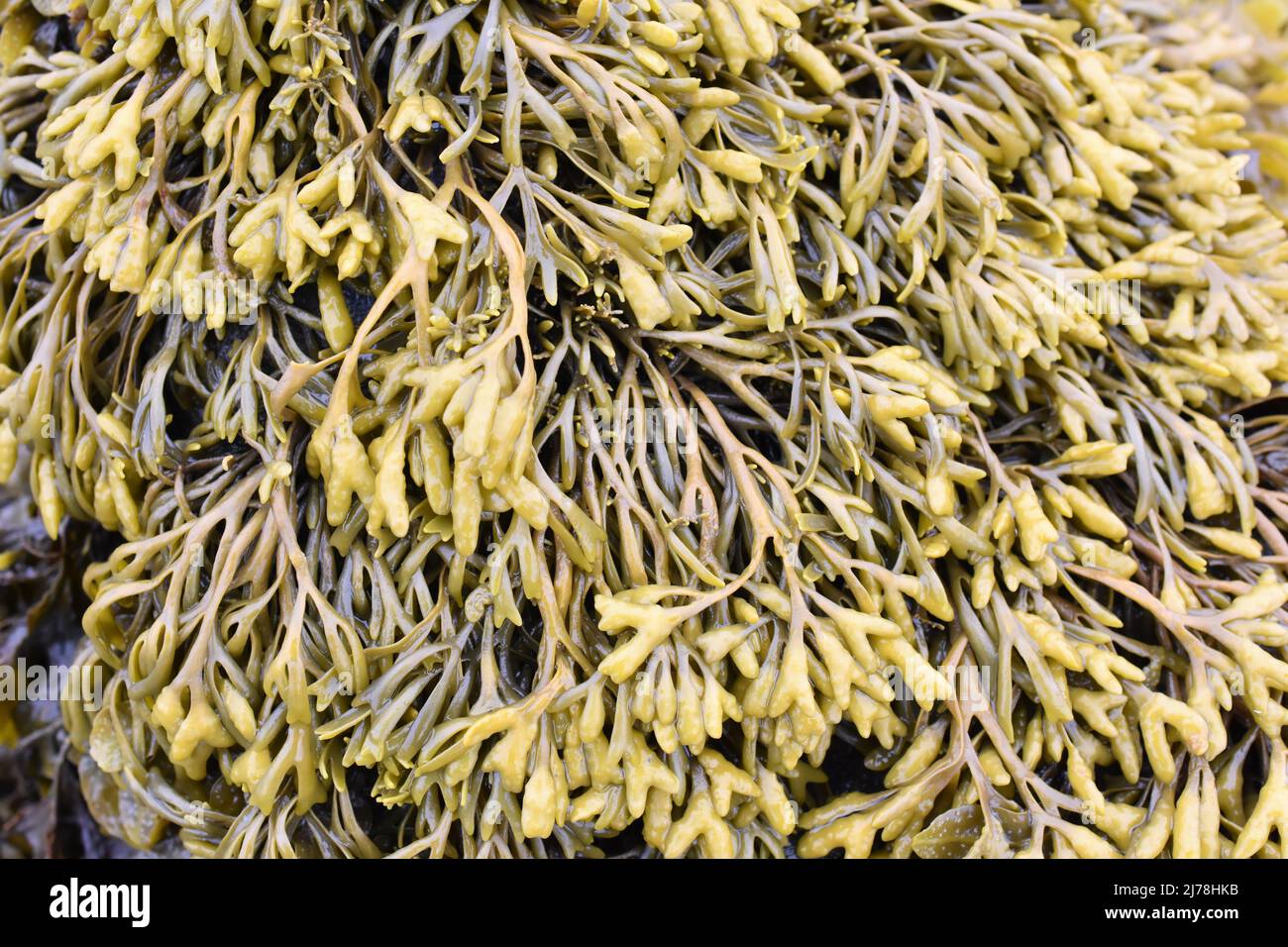 Die Braunalgen-Algen Pelvetia canaliculata kanalisieren sich auf einem Felsen Stockfoto