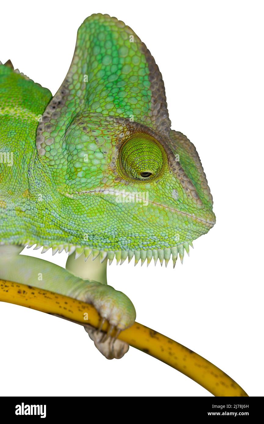 Chameleon isoliert auf weißem Hintergrund. Yemen Chameleon klettert auf Bambus. Stockfoto