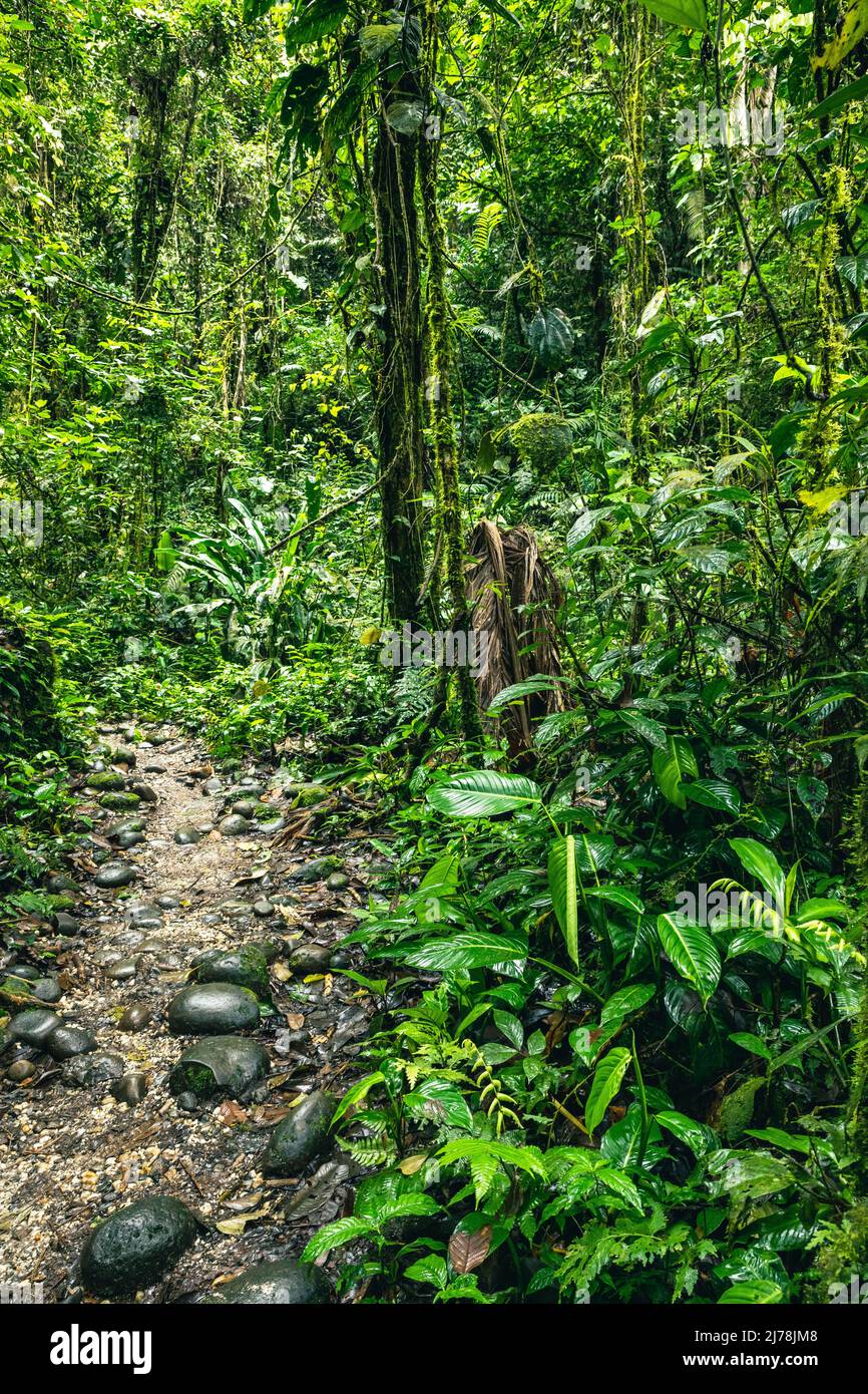 Tropischer Regenwald In Ecuador. Wanderweg im Amazon Cloud Forest. Dschungelpfad zum Hola Vida Wasserfall. Puyo, Ecuador. Südamerika. Stockfoto