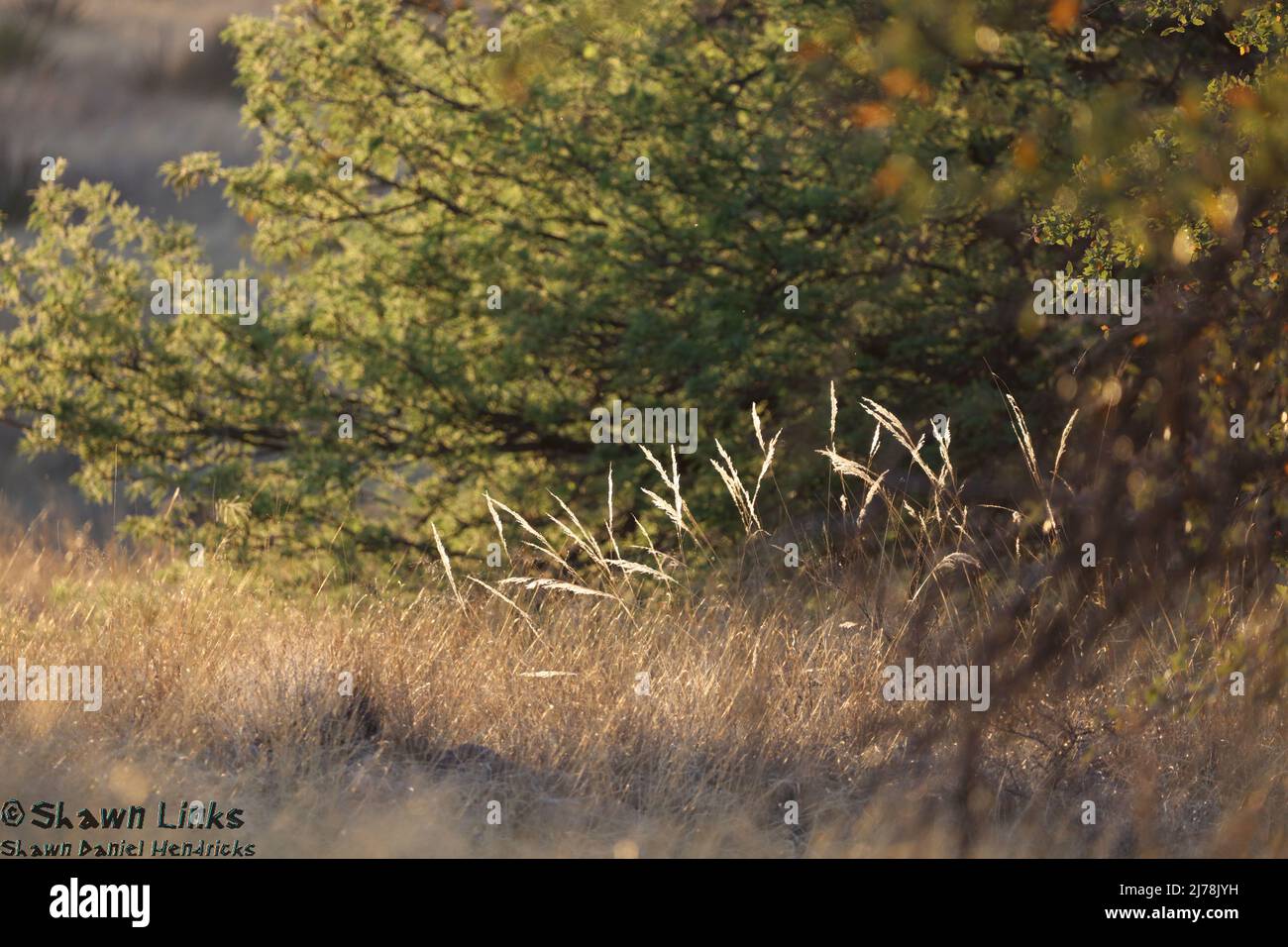 Fort Huachuca Landscape1, Mai 4 2022 Stockfoto