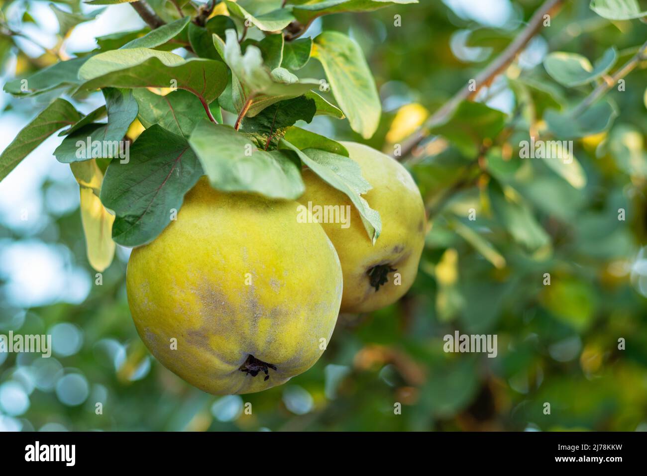Reife goldgelbe Quitten-Frucht auf dem Baum zwischen grünem Laub. Stockfoto